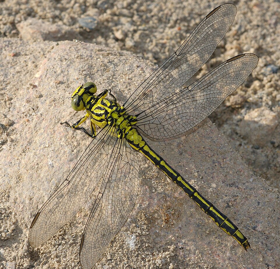 Photo of River clubtail
