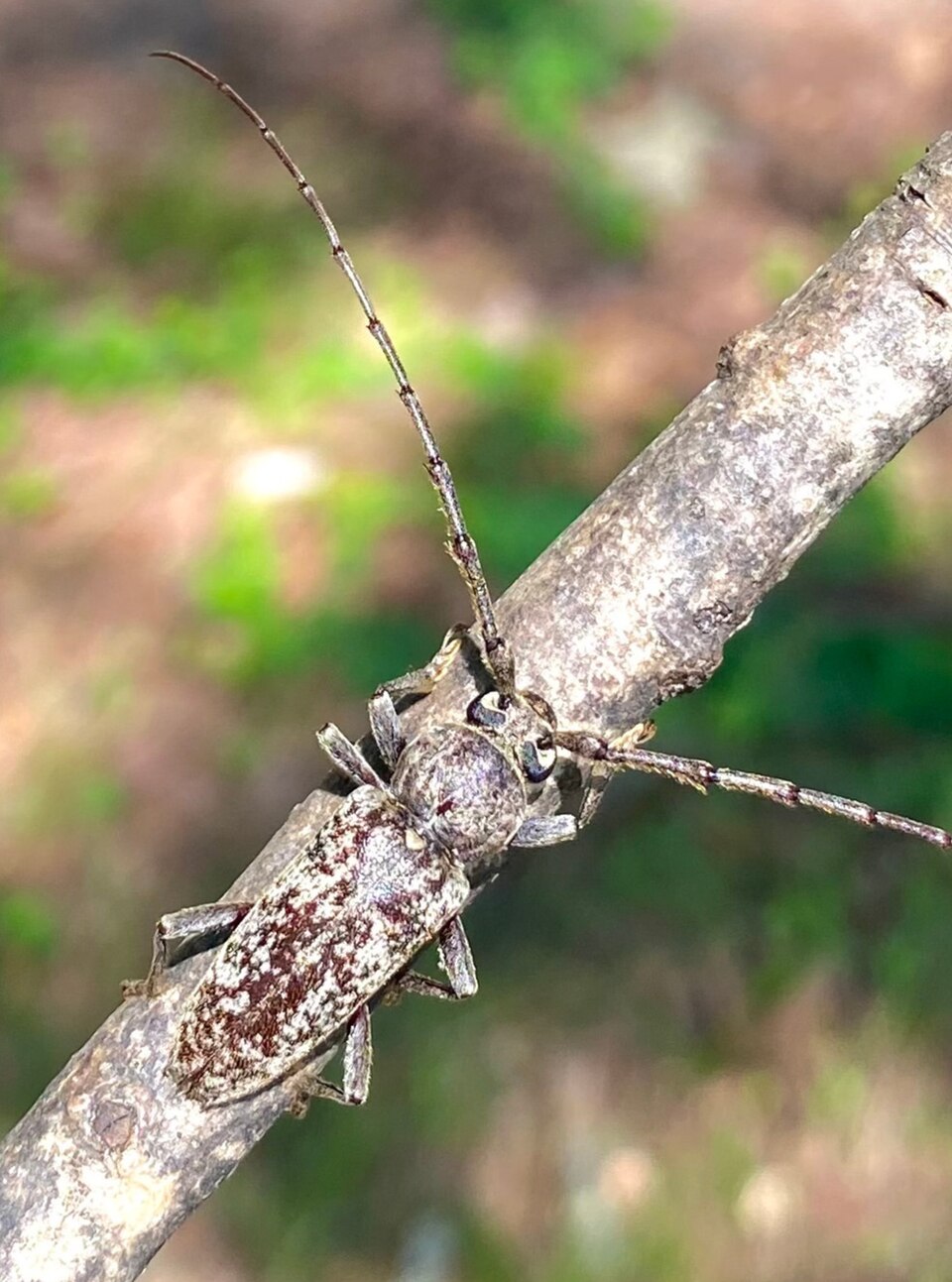 Photo of Robust oak borer
