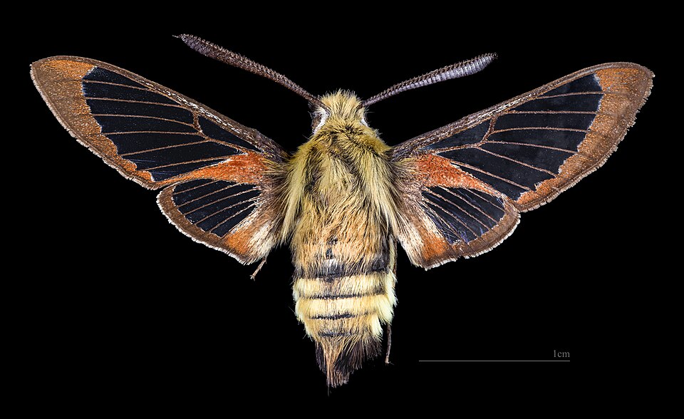 Photo of Rocky Mountain clearwing
