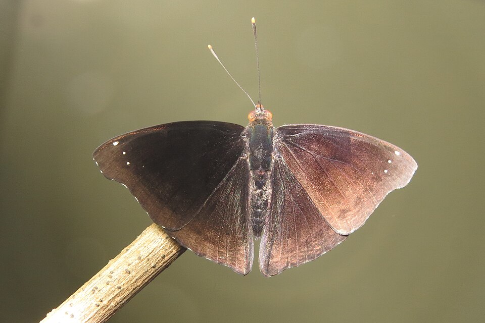 Photo of Black prince