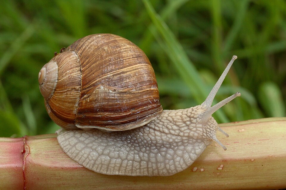 Photo of Roman snail