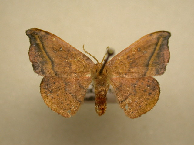 Photo of Rose hooktip