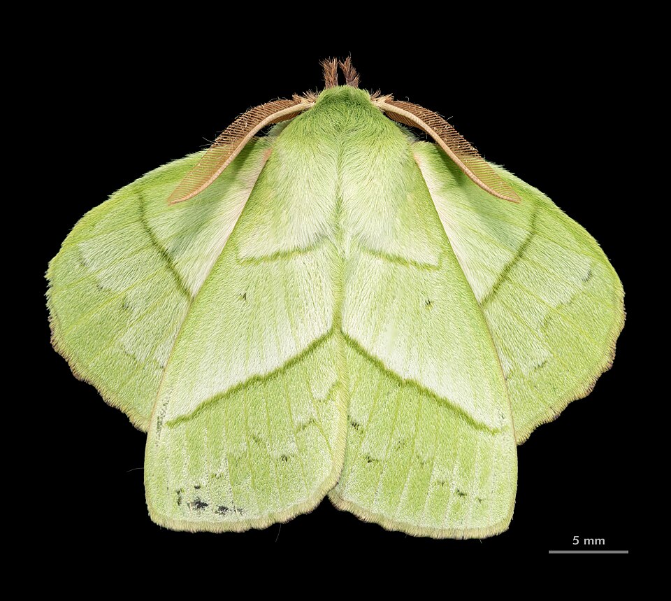 Photo of Rose myrtle lappet moth
