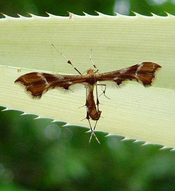 Photo of Rose plume moth