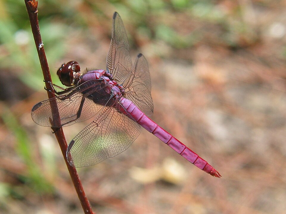 Photo of Roseate skimmer