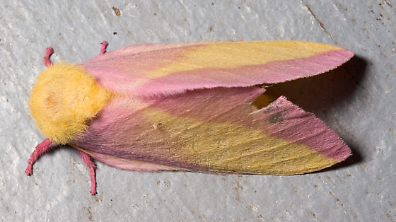 Photo of Rosy maple moth