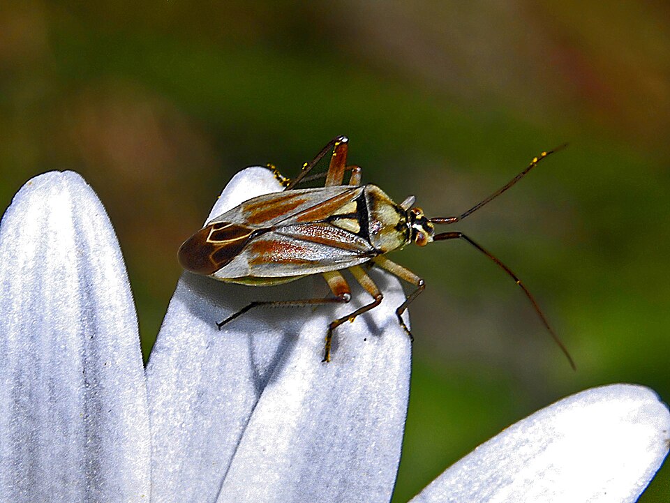 Photo of Rosy plant bug