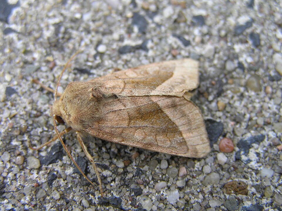 Photo of Rosy rustic