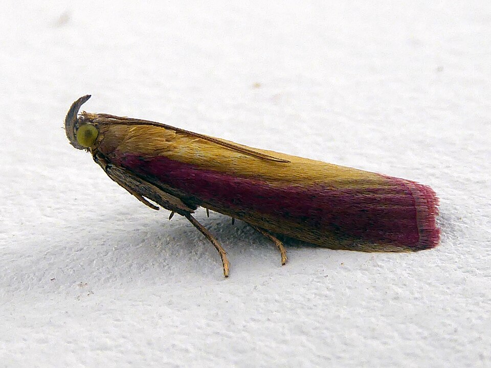 Photo of Rosy-striped knot-horn