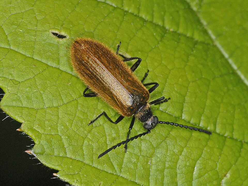 Photo of Rough-haired lagria beetle