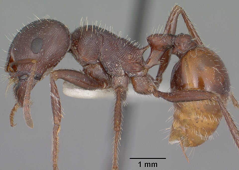 Photo of Rough harvester ant