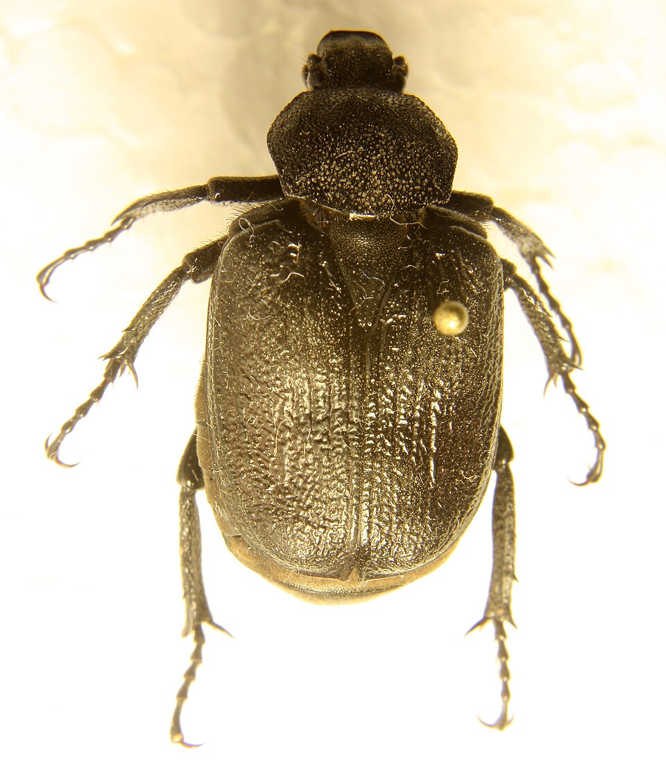 Photo of Rough hermit beetle