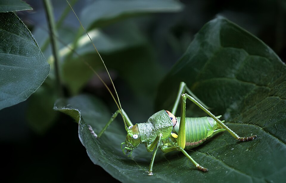 Photo of Rough saddle bush-cricket