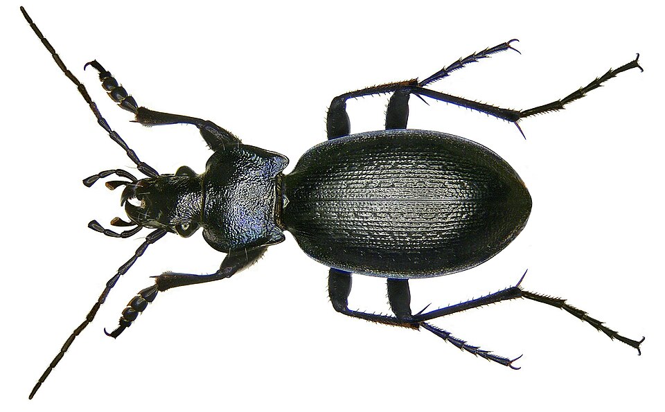 Photo of Rough violet ground beetle