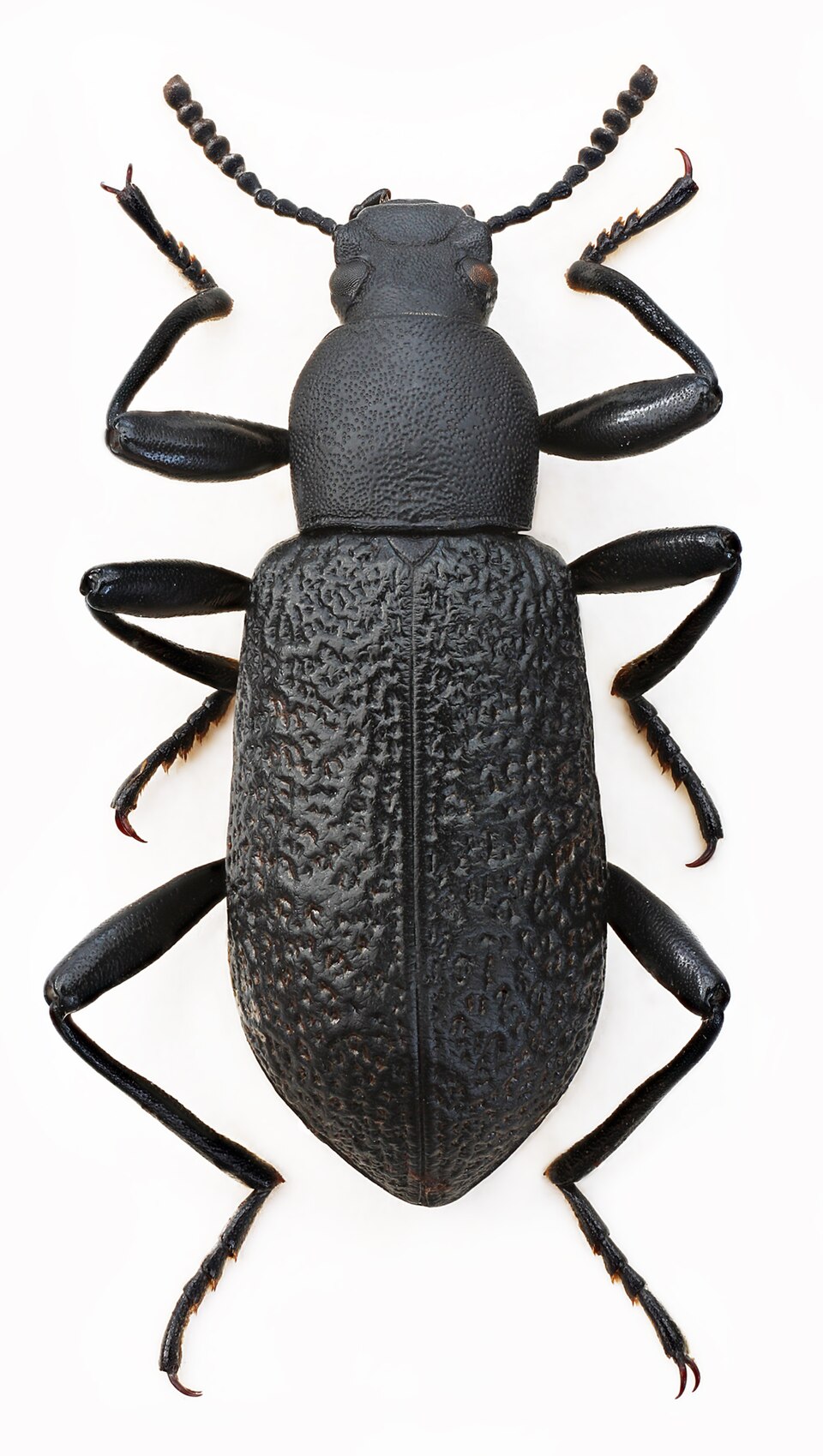 Photo of Roughened darkling beetle