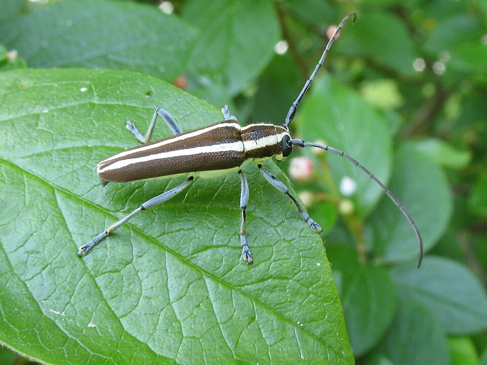 Photo of Round-headed apple tree borer
