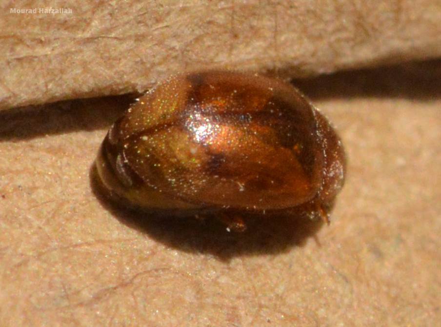 Photo of Round-keeled Rhyzobius