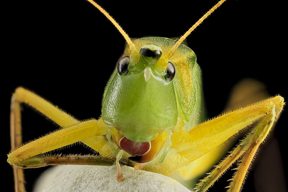 Photo of Round-tipped conehead
