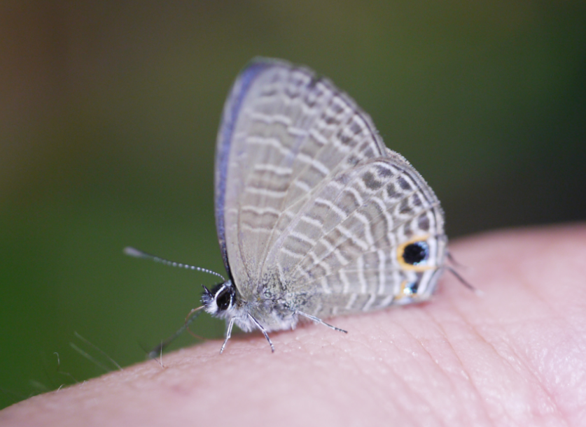 Photo of Rounded sixline blue