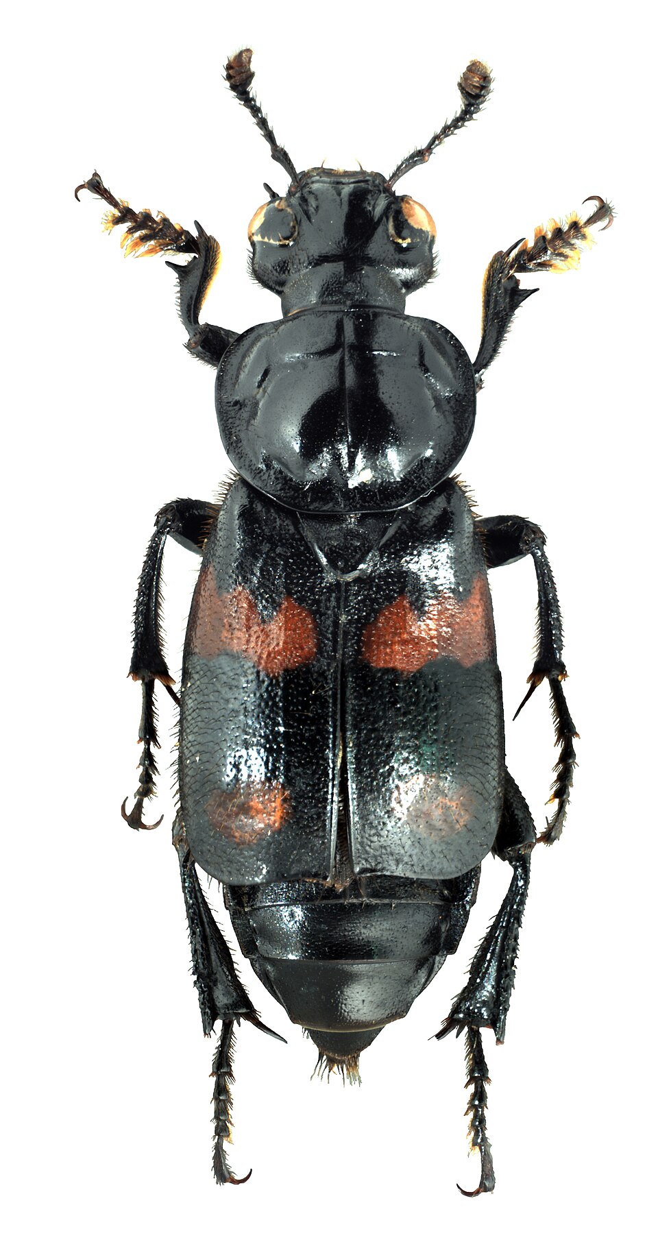 Photo of Roundneck sexton beetle