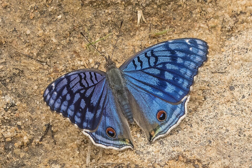Photo of Royal blue pansy