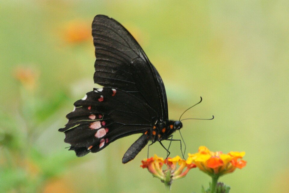Photo of Ruby-spotted swallowtail