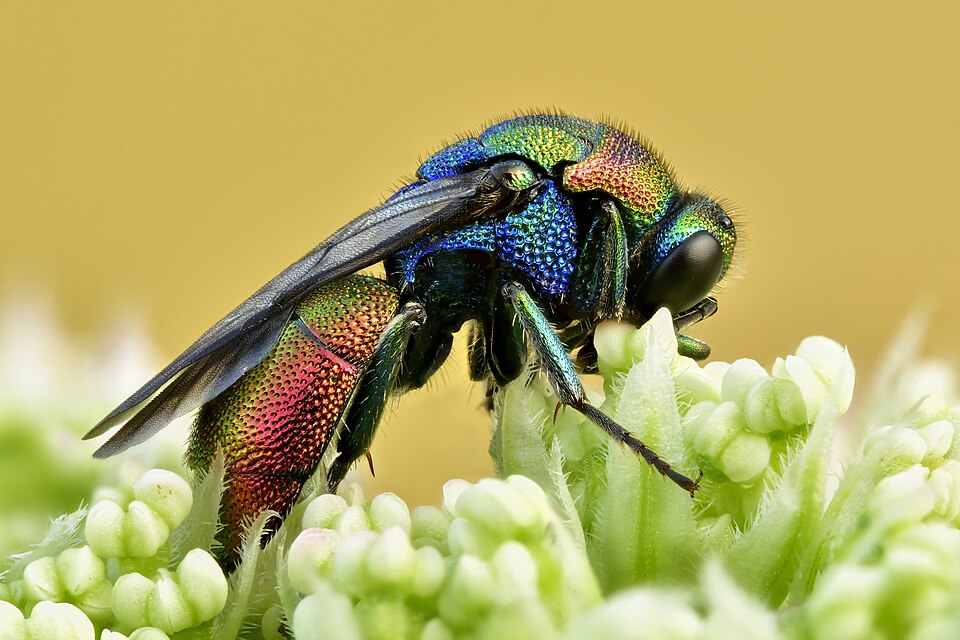 Photo of Ruby-tailed wasp