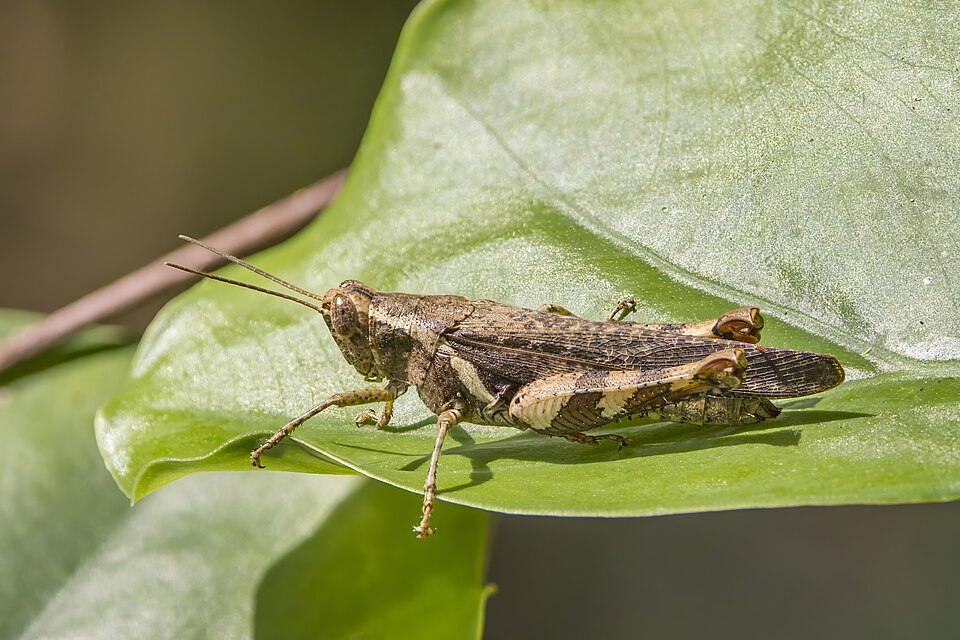 Photo of Rufous-legged grasshopper