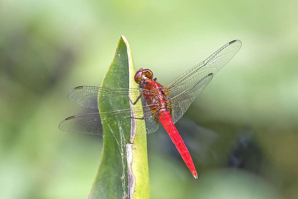 Photo of Rufous marsh glider