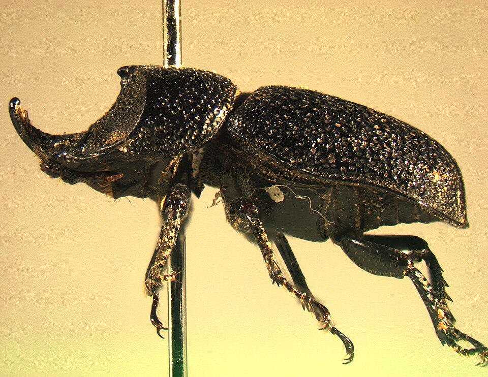 Photo of Rugose stag beetle