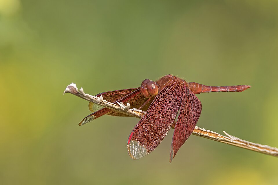 Photo of Russet percher