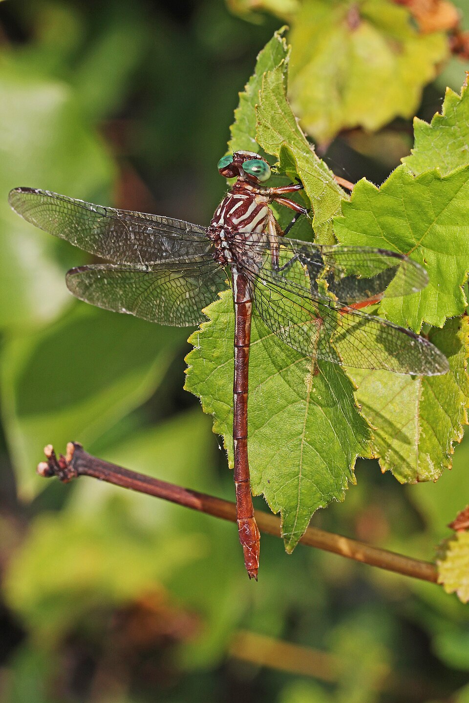 Photo of Russet-tipped clubtail
