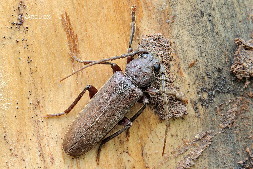 Photo of Rust pine borer