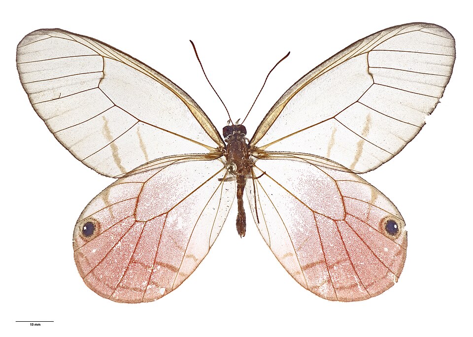 Photo of Rusted clearwing-satyr
