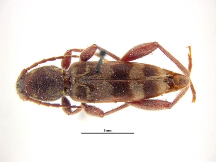 Photo of Rustic borer