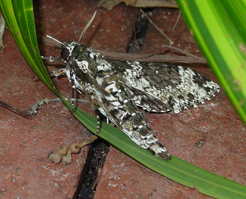 Photo of Rustic sphinx