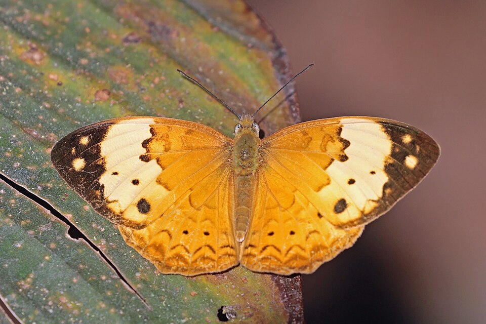 Photo of Rustic