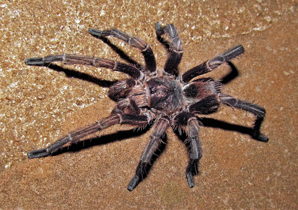 Photo of Rusty brown birdeater