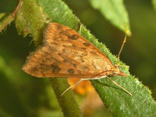Photo of Rusty dot pearl