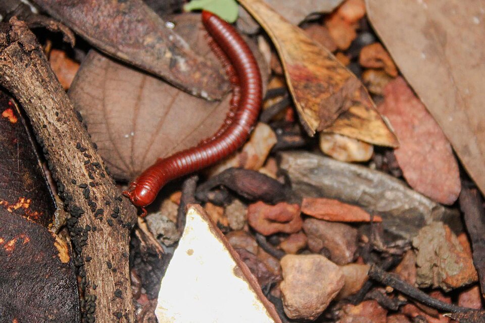 Photo of Rusty millipede