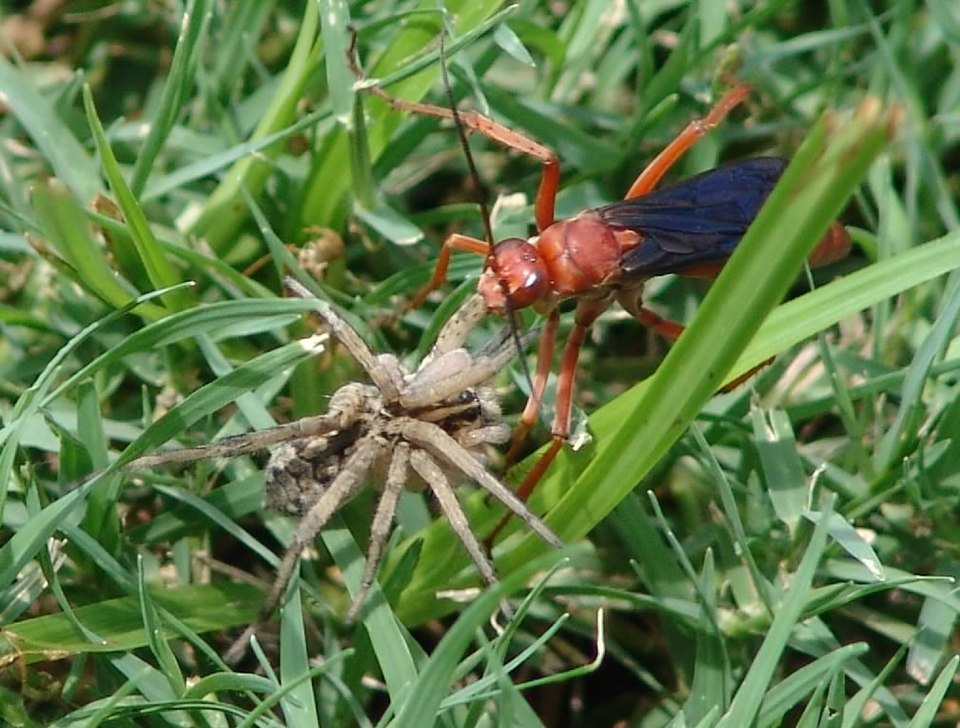 Photo of Rusty spider wasp