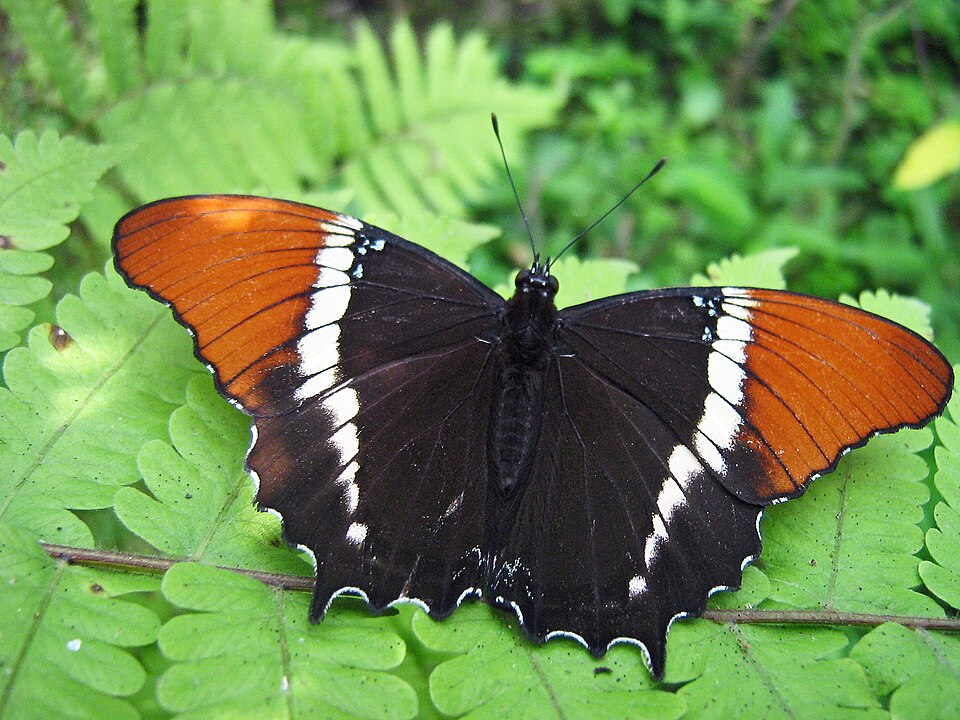 Photo of Rusty-tipped page