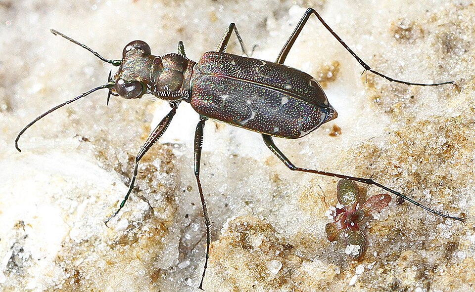 Photo of S-banded tiger beetle