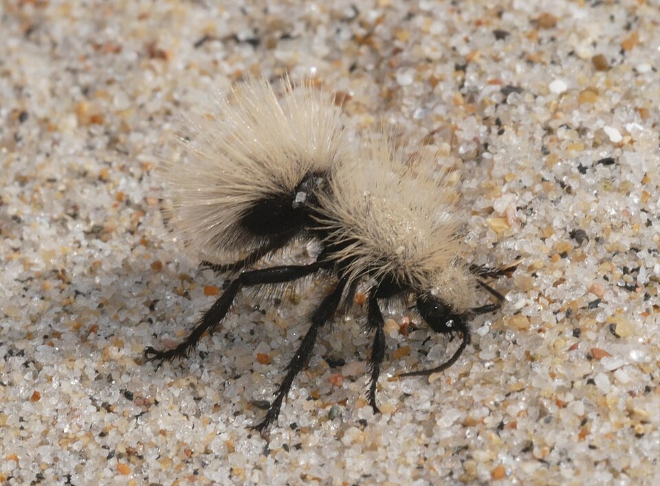 Photo of Sacken's velvet ant