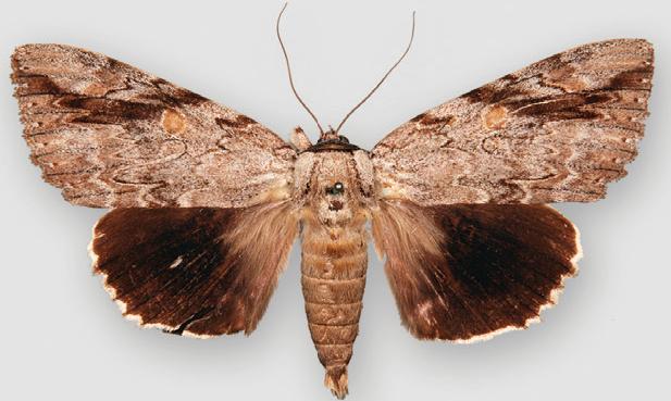 Photo of Sad underwing