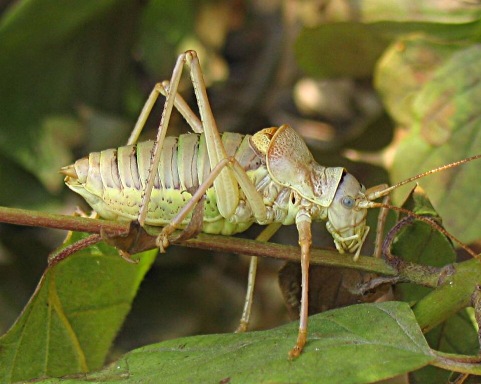 Photo of Saddle-backed bush-cricket