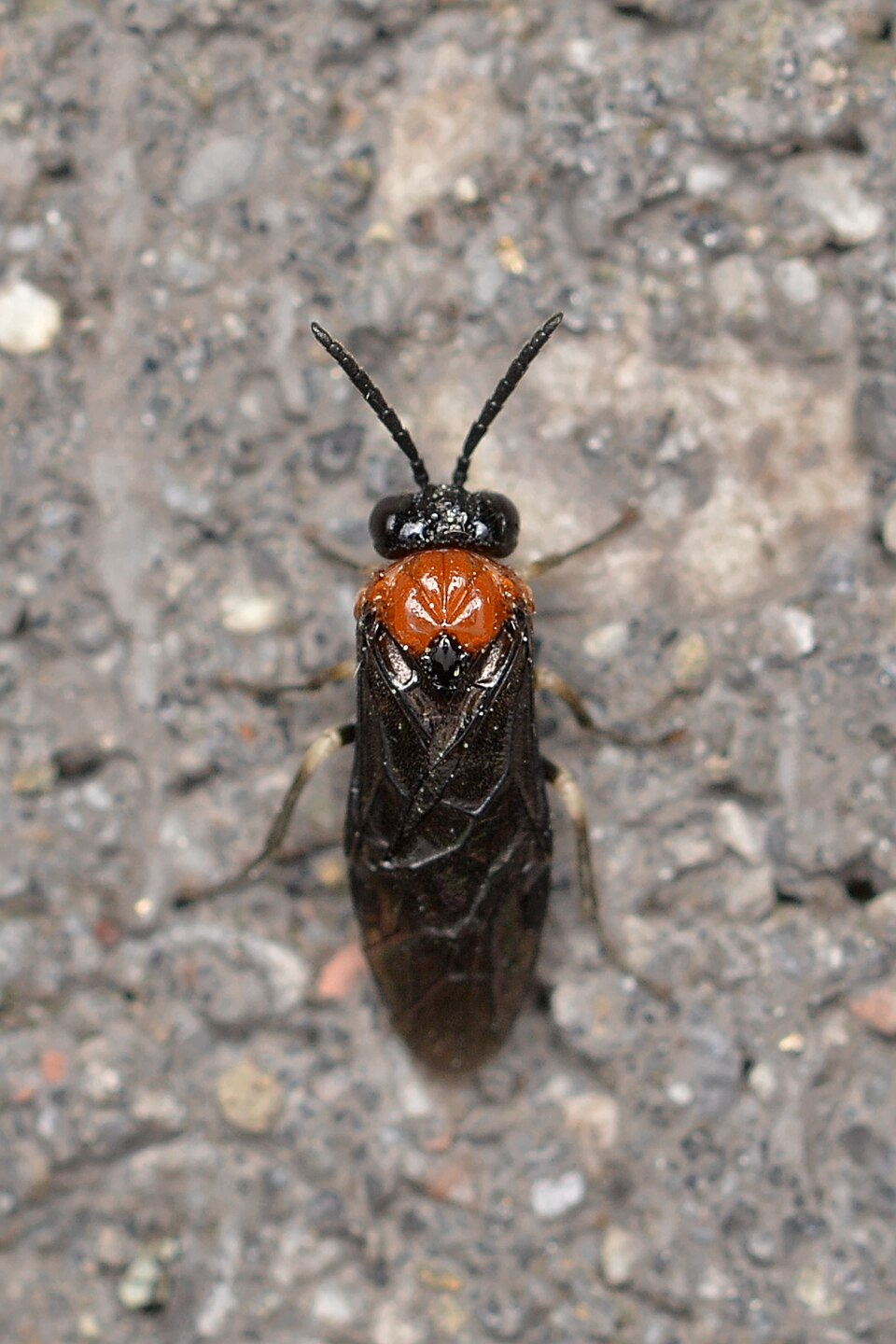 Photo of Saddleback grass-cutter