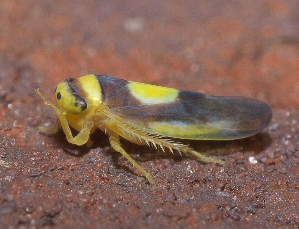 Photo of Saddled leafhopper