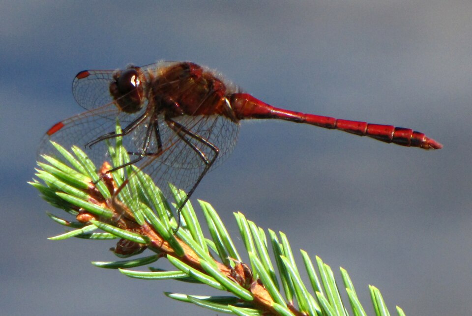 Photo of Saffron-winged meadowhawk
