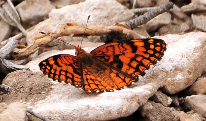 Photo of Sagebrush checkerspot